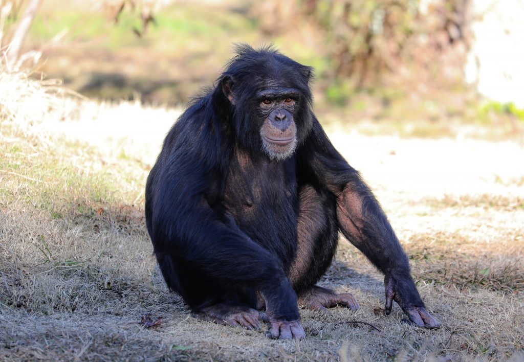 a chimpanzee sitting down