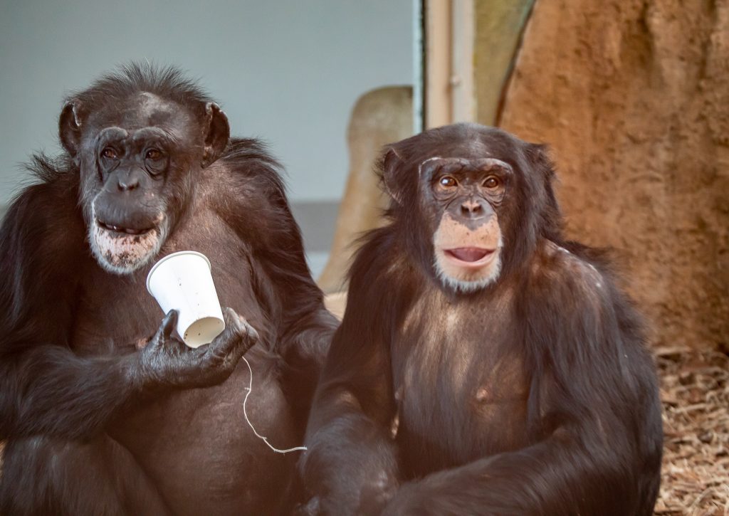 two chimpanzees sitting together