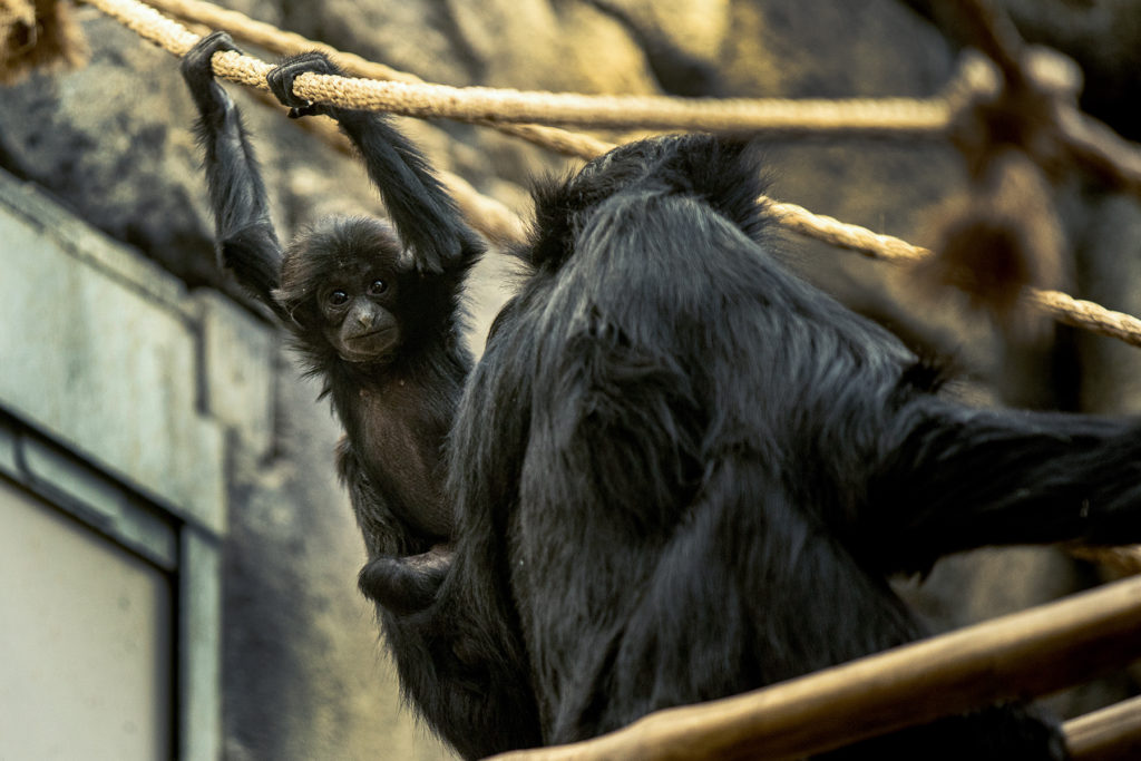 a young siamang monkey baby