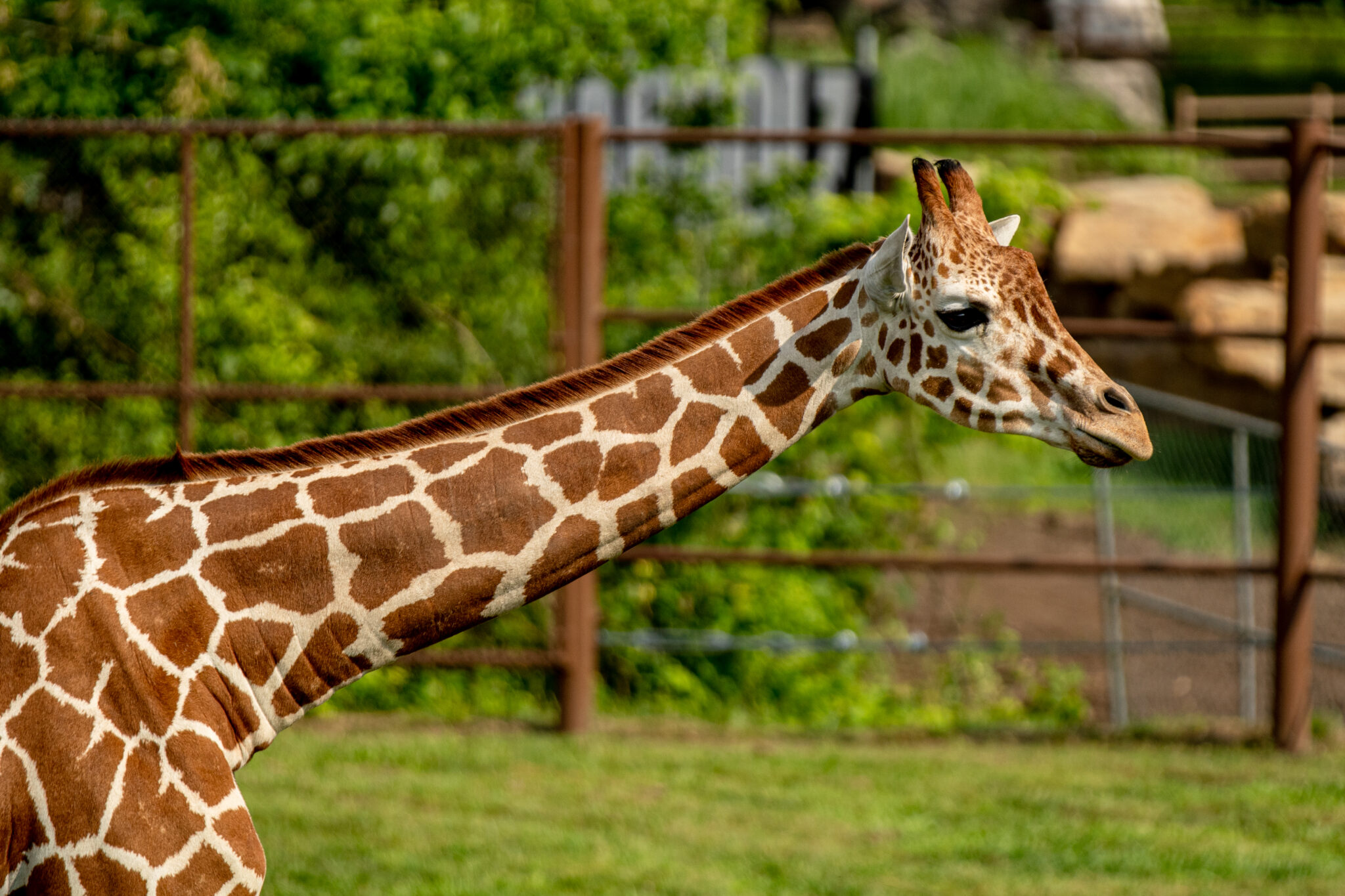 Tulsa Zoo Announces Giraffe Pregnancy | Tulsa Zoo