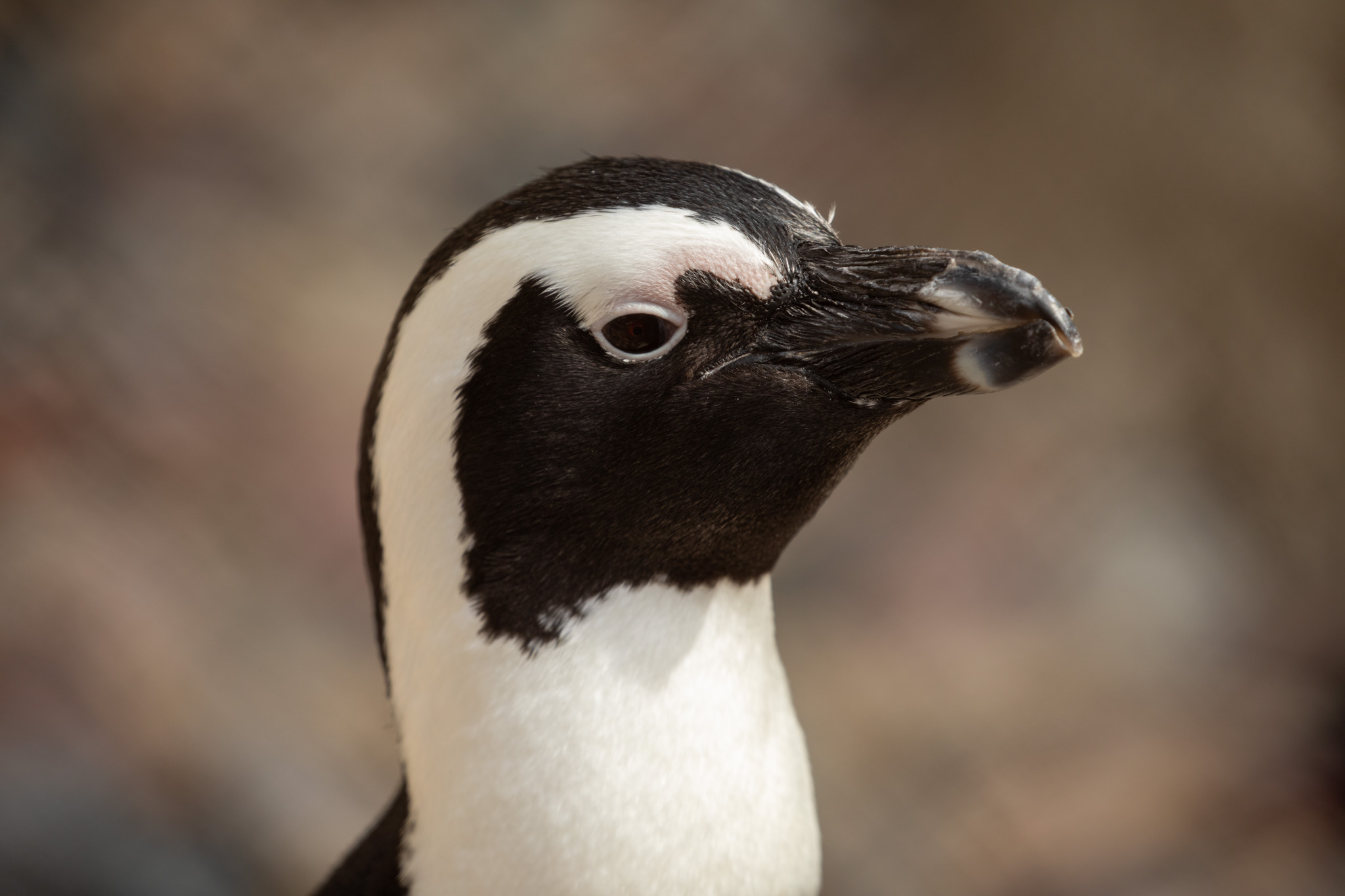 AfricanPenguin_JG_0003