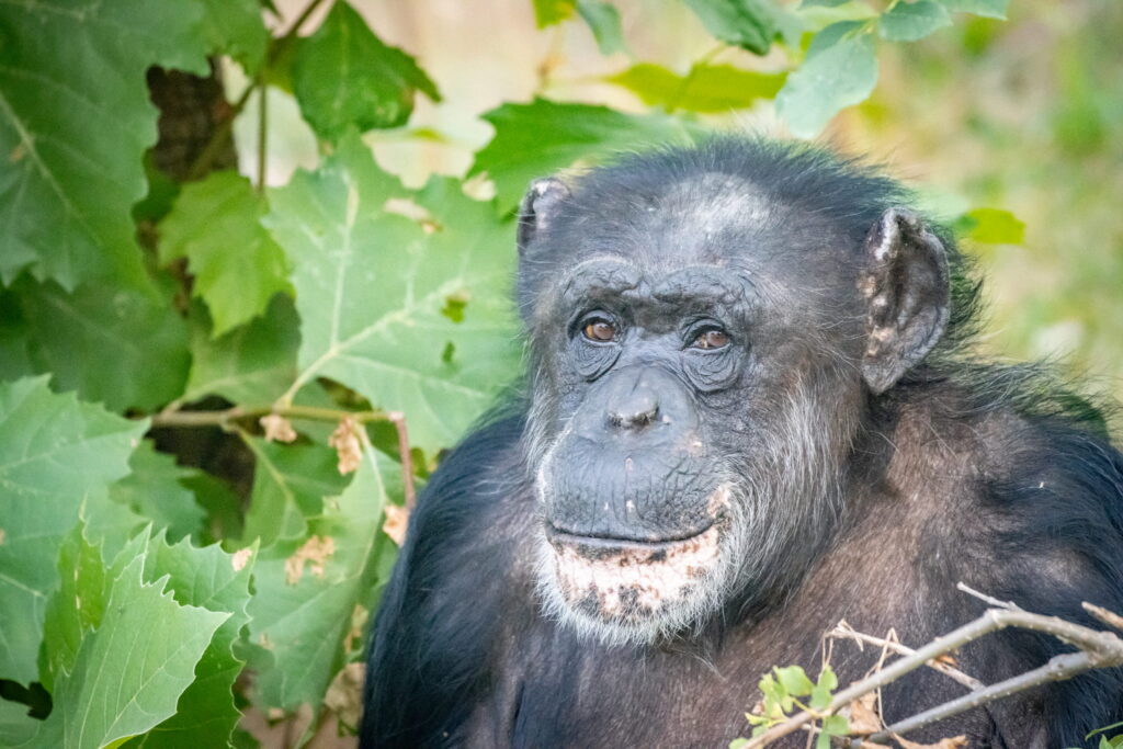 Tulsa Zoo Announces End of Life Care | Tulsa Zoo