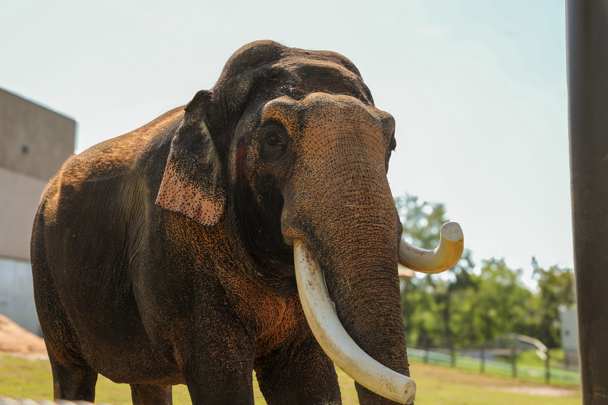 AsianElephant_JG_0032_Hank