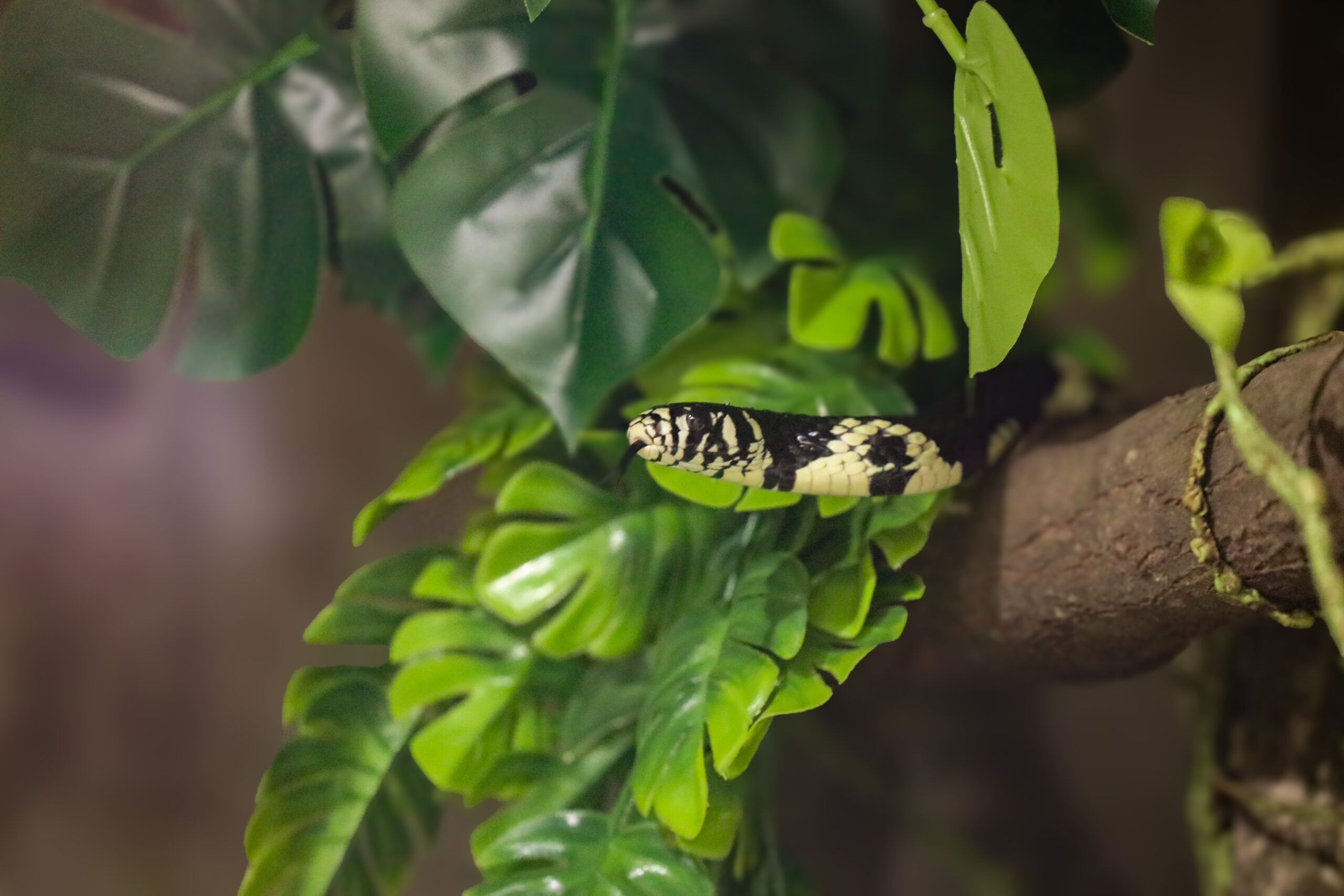 Rainforest