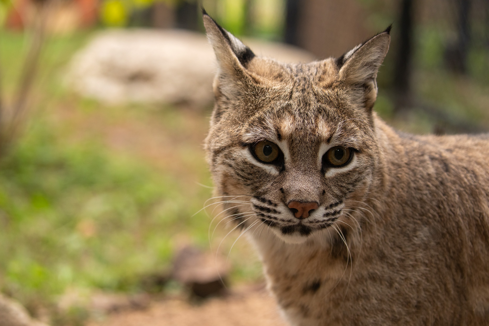 Bobcat_JG_0001_Junebug